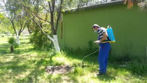 رش المبيدات الحشرية